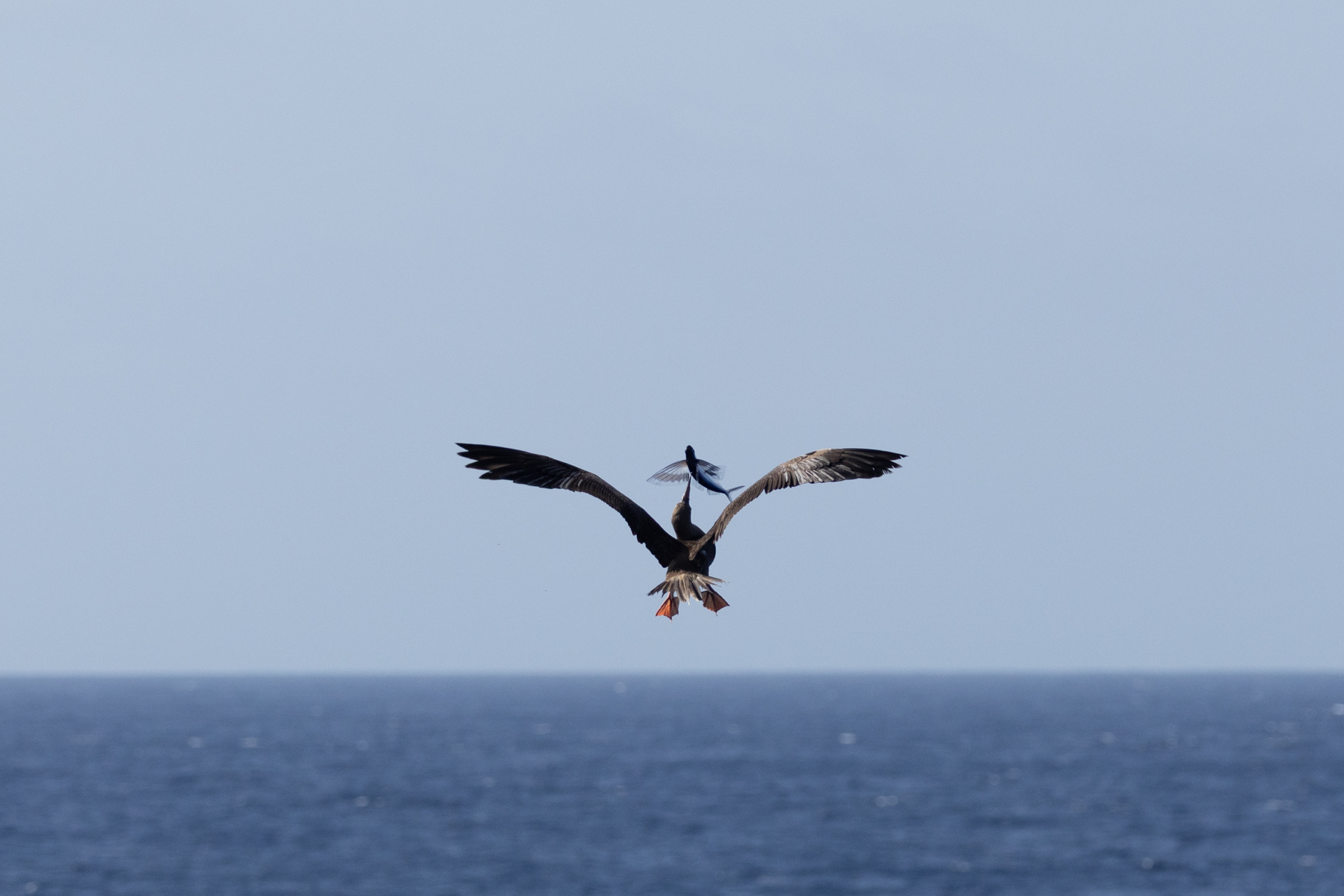 Red-footed Booby (image by Nick Lessof)