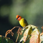 Red-headed Tanager (image by Leo Garrigues)
