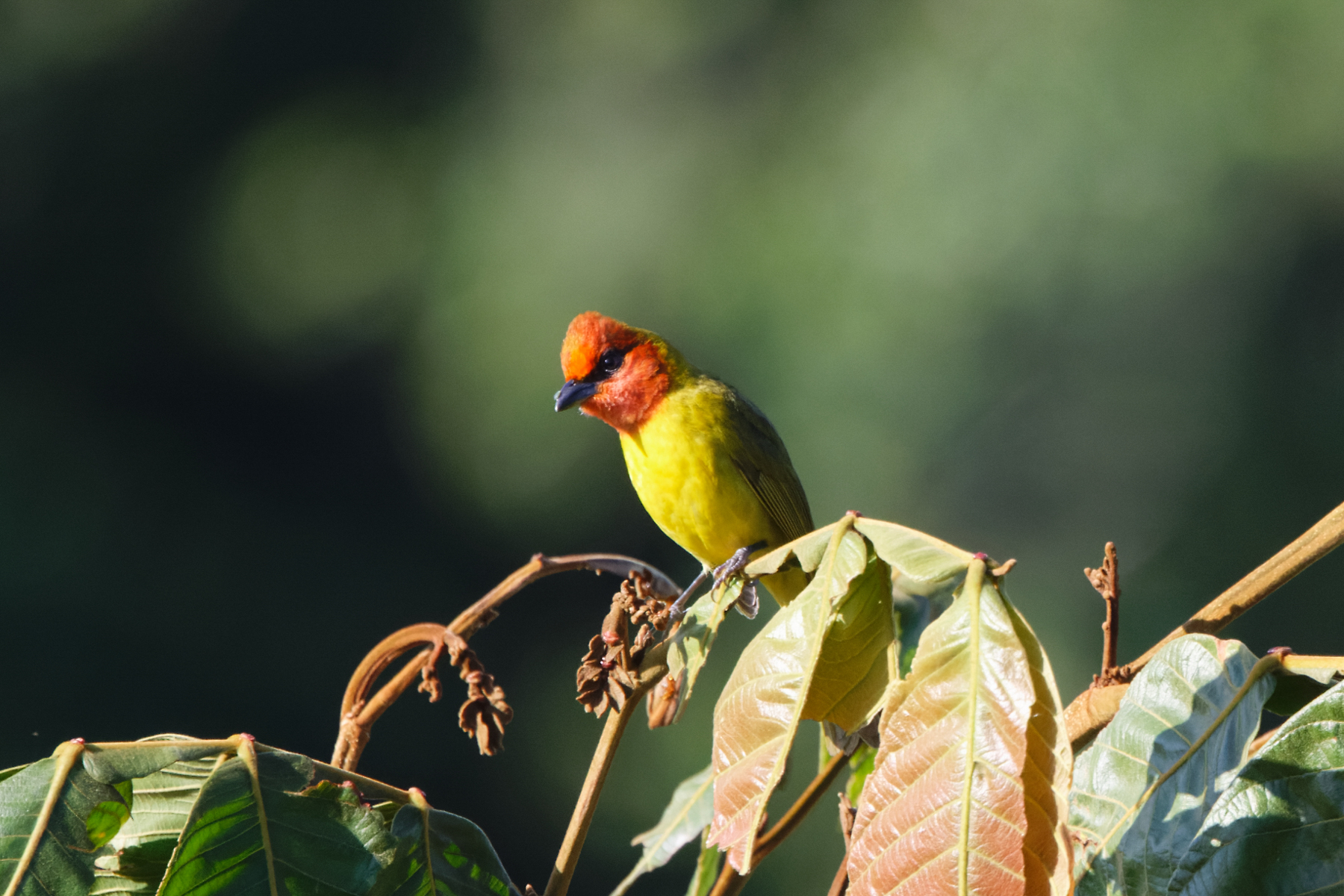 Red-headed Tanager (image by Leo Garrigues)