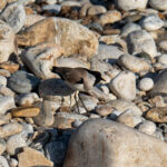 River Lapwing (image by Dave Farrow)