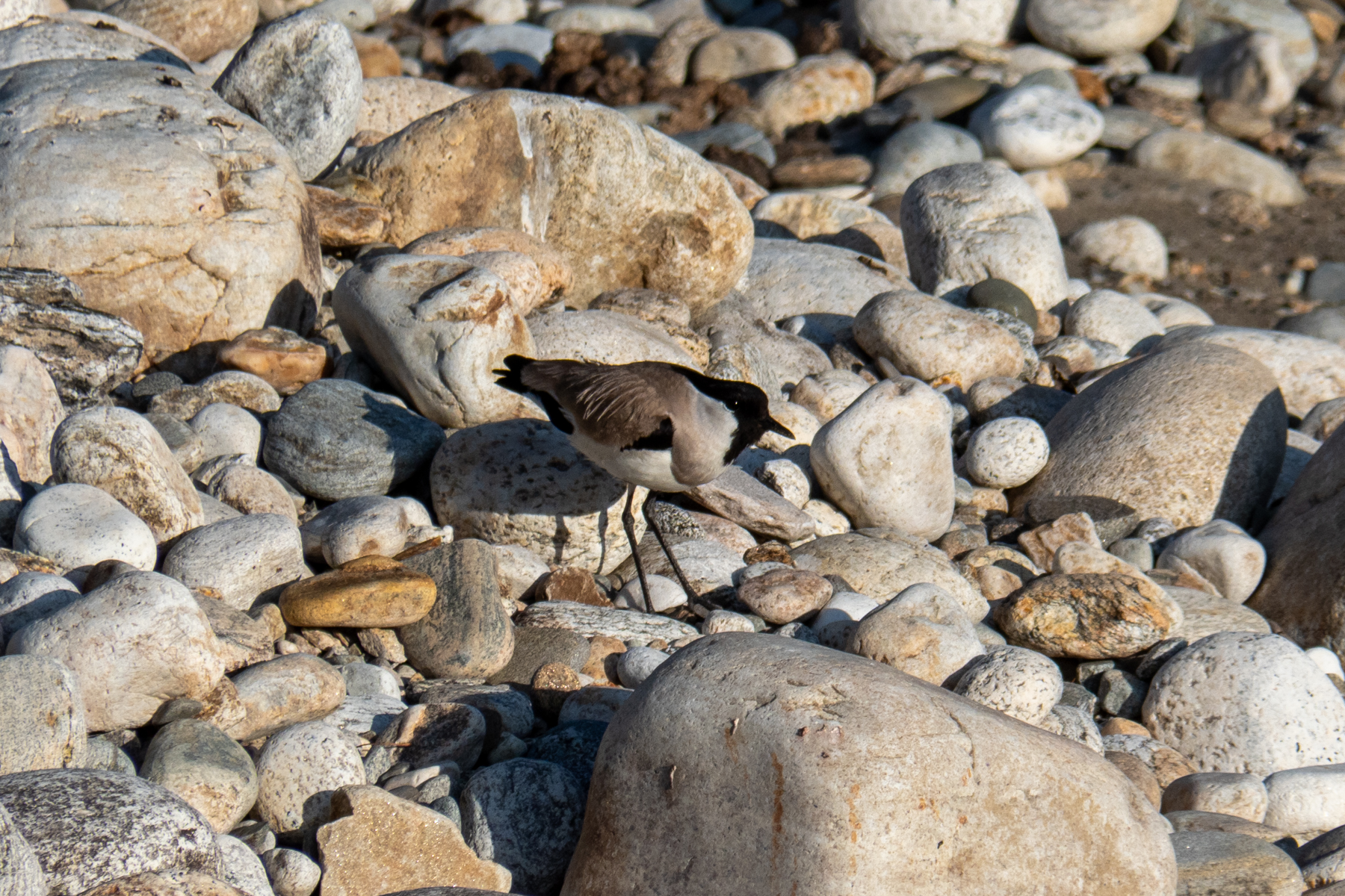 River Lapwing (image by Dave Farrow)