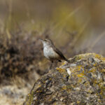 Rock Wren (image by Leo Garrigues)
