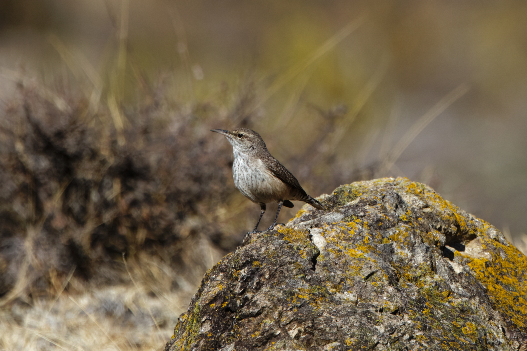 Rock Wren (image by Leo Garrigues)