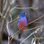 Rose-bellied Bunting (image by Leo Garrigues)