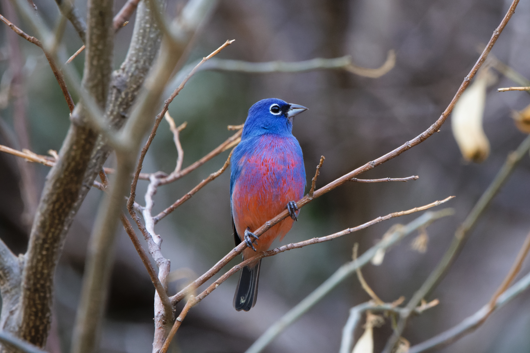 Rose-bellied Bunting (image by Leo Garrigues)