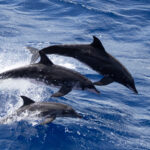Rough-toothed Dolphins (image by John Young)