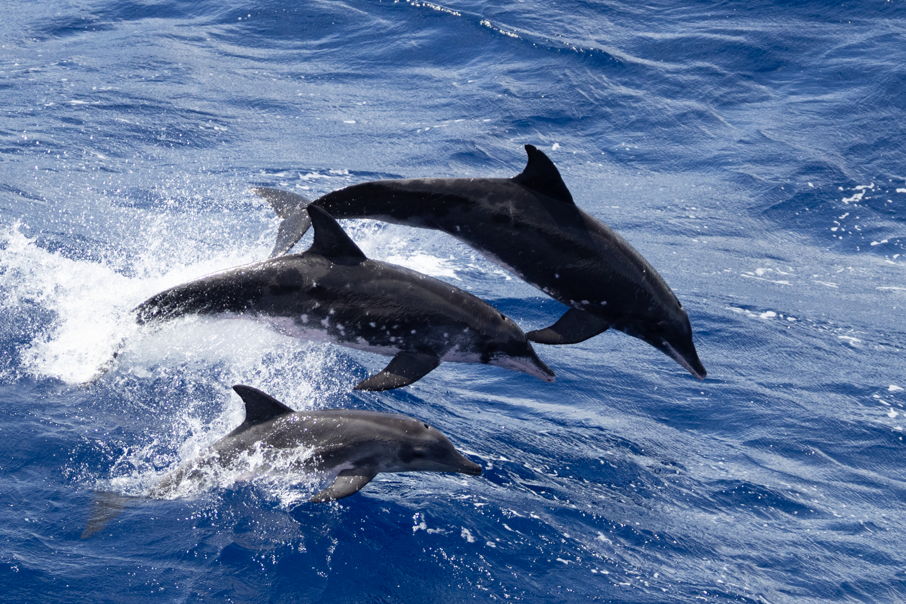 Rough-toothed Dolphins (image by John Young)