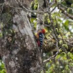 Rufous-bellied Woodpecker (image by Dave Farrow)
