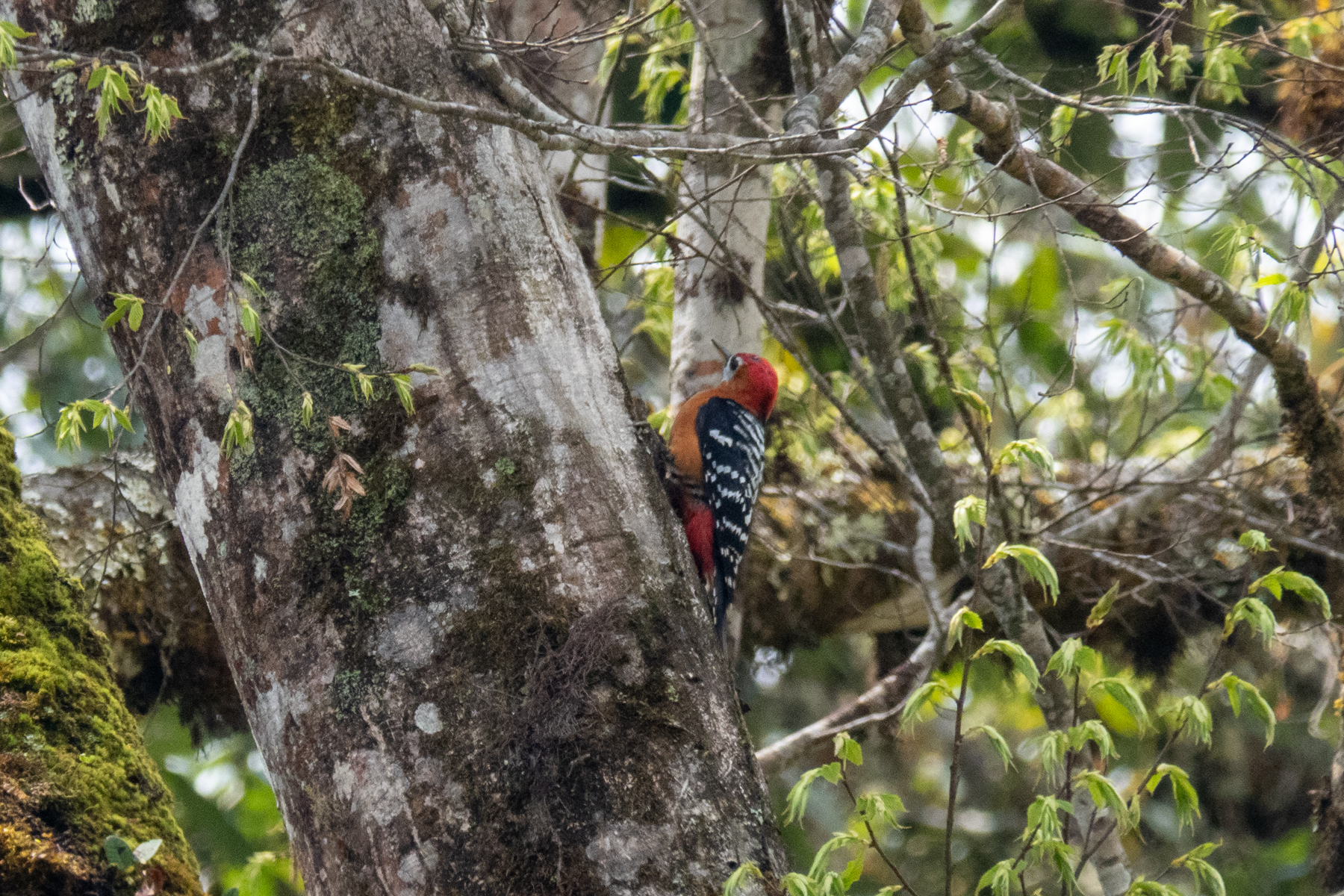 Rufous-bellied Woodpecker (image by Dave Farrow)