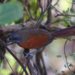 Rufous-breasted Spinetail (image by Leo Garrigues)