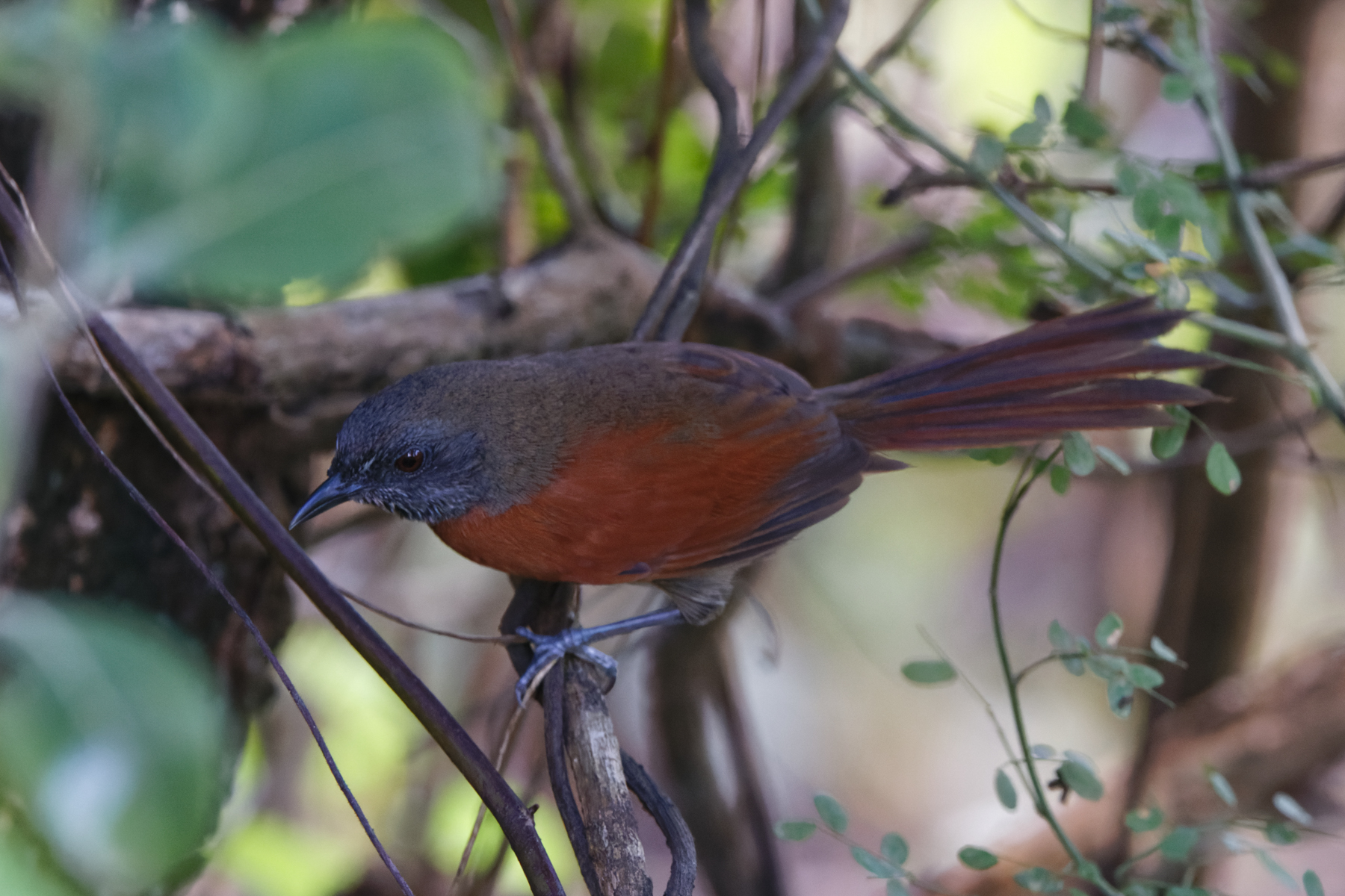 Rufous-breasted Spinetail (image by Leo Garrigues)