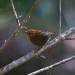 Rufous-browed Wren (image by Leo Garrigues)