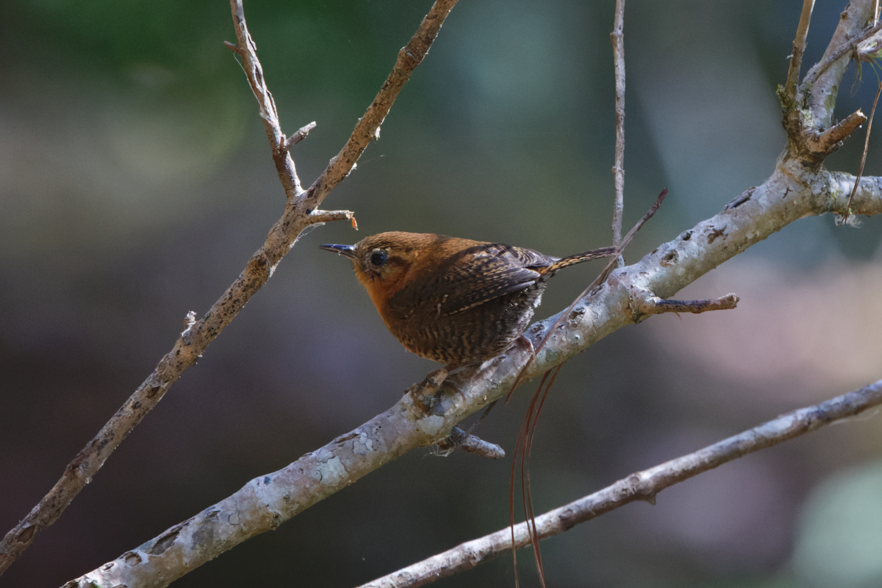 Rufous-browed Wren (image by Leo Garrigues)