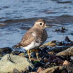 Rufous-chested Dotterel (image by Mark Van Beirs)