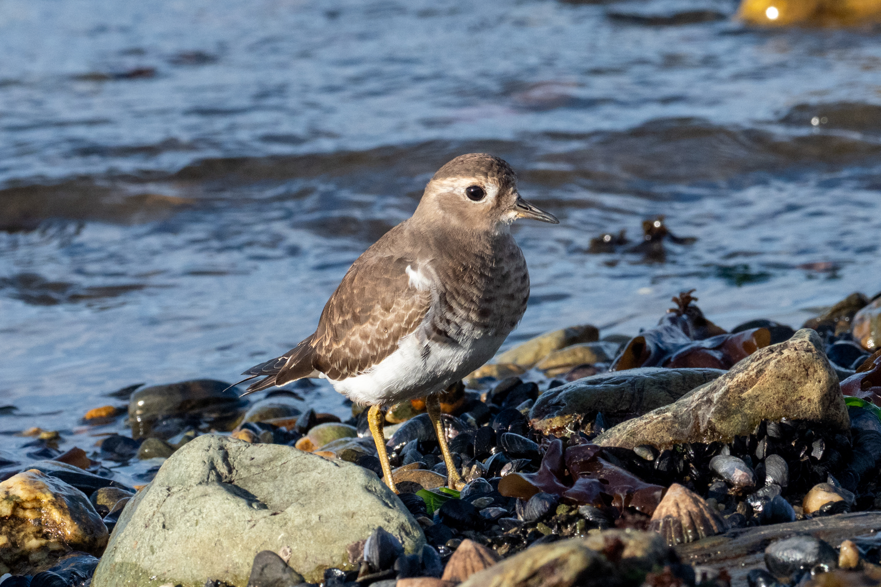 Rufous-chested Dotterel (image by Mark Van Beirs)