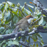 Rufous-crowned Laughingthrush (image by Vincent van der Spek)
