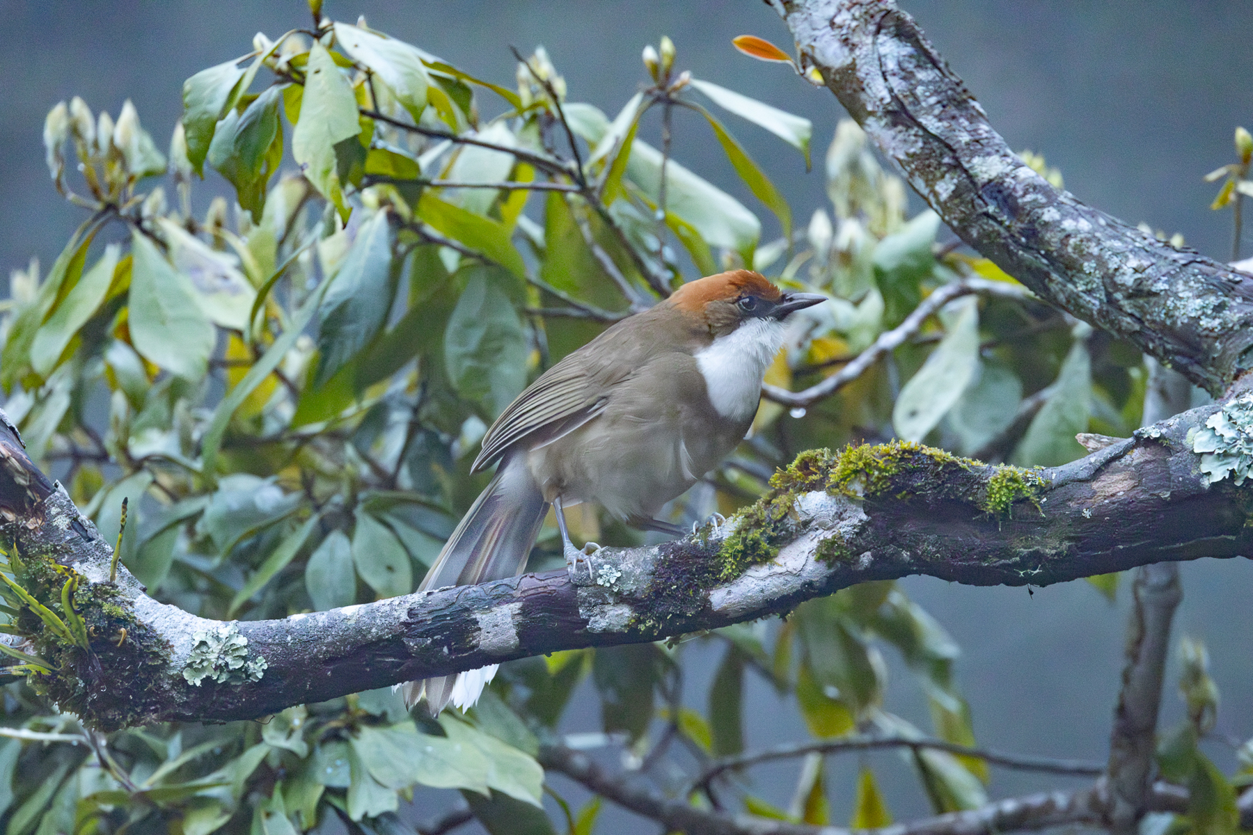 Rufous-crowned Laughingthrush (image by Vincent van der Spek)