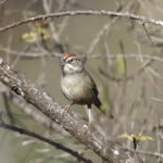 Rufous-crowned Sparrow (image by Leo Garrigues)