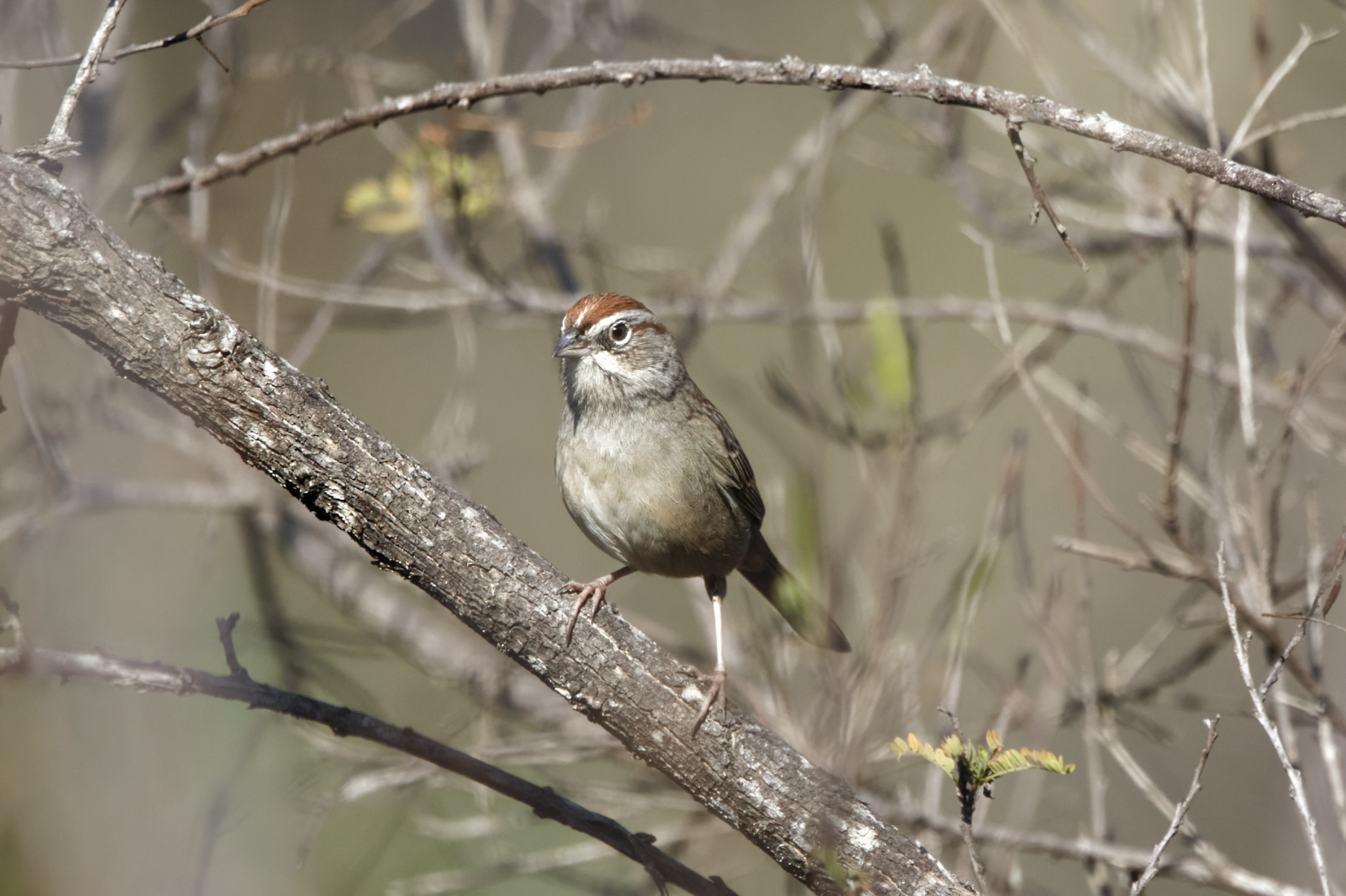 Rufous-crowned Sparrow (image by Leo Garrigues)