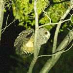 Rufous-legged Owl (image by Nick Lessof)