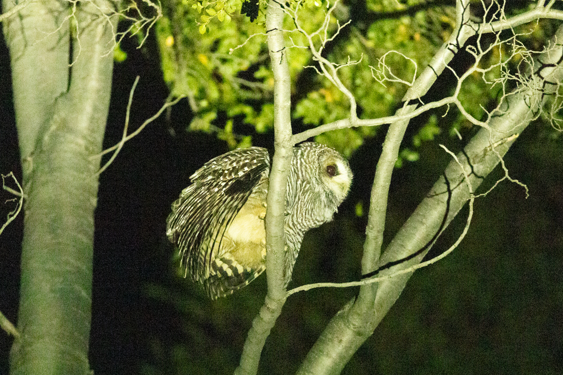 Rufous-legged Owl (image by Nick Lessof)