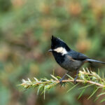 Rufous-vented Tit (image by Dave Farrow)