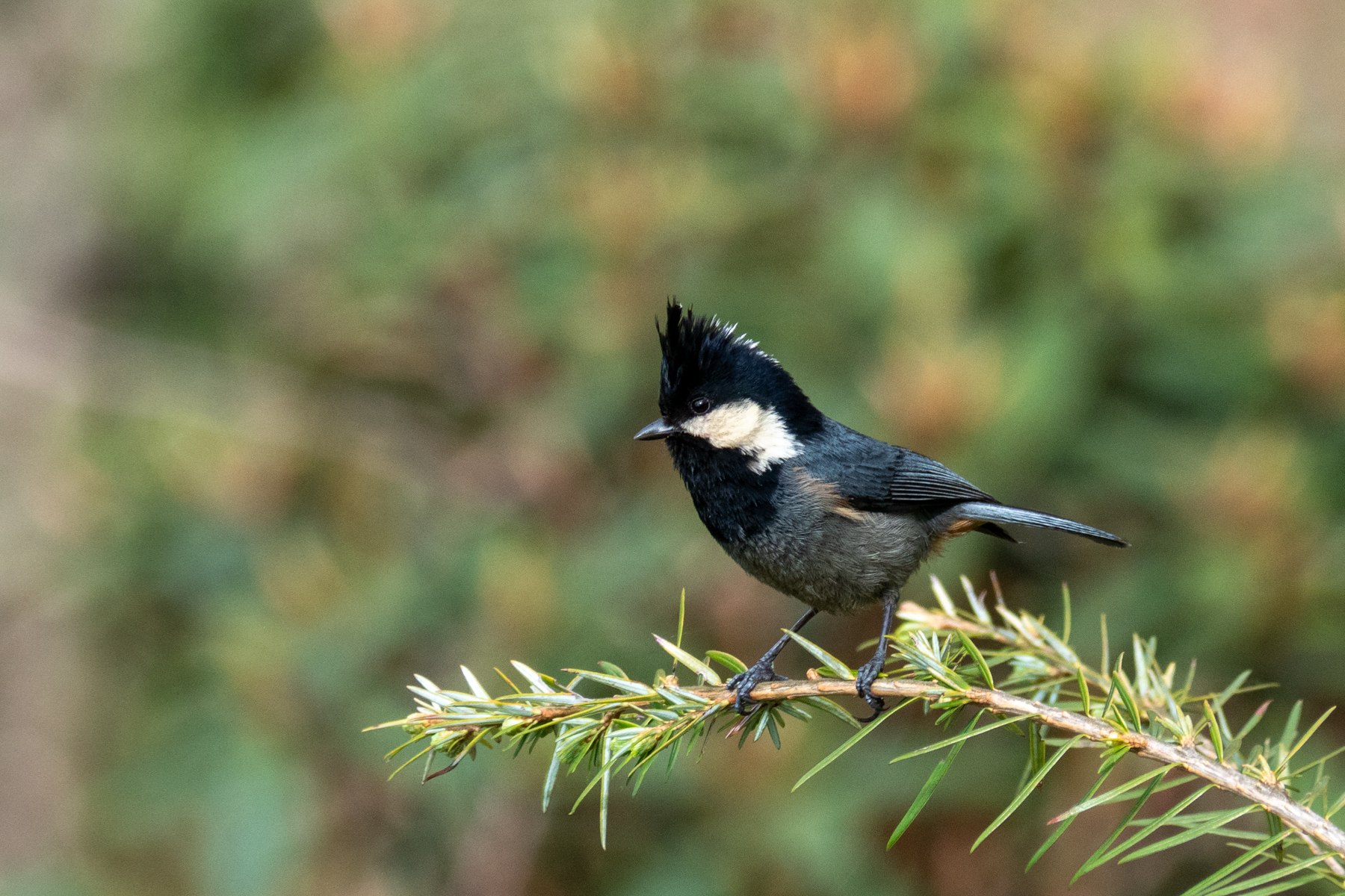 Rufous-vented Tit (image by Dave Farrow)