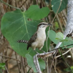 Russet-naped Wren (image by Leo Garrigues)
