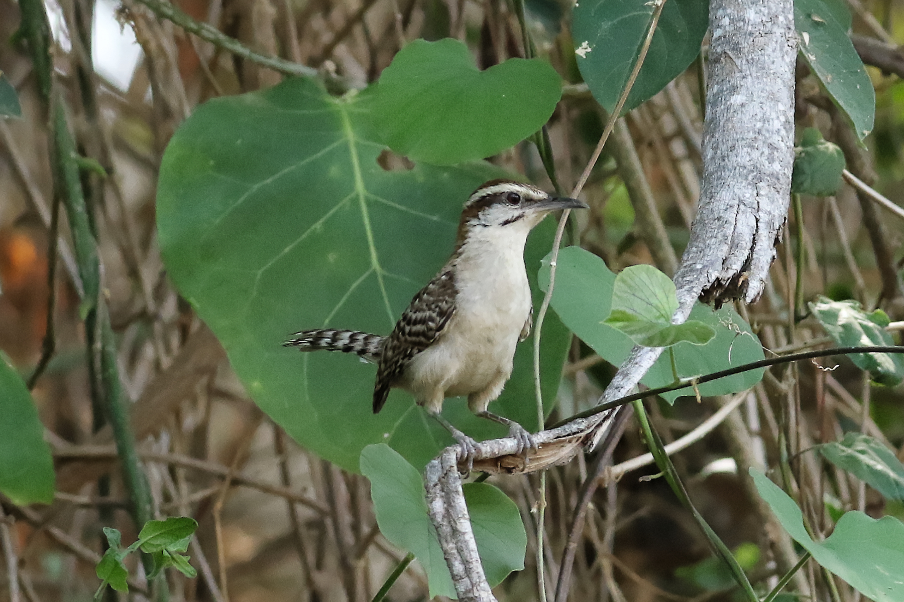Russet-naped Wren (image by Leo Garrigues)
