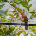 Rusty-cheeked Scimitar Babbler (image by Dave Farrow)