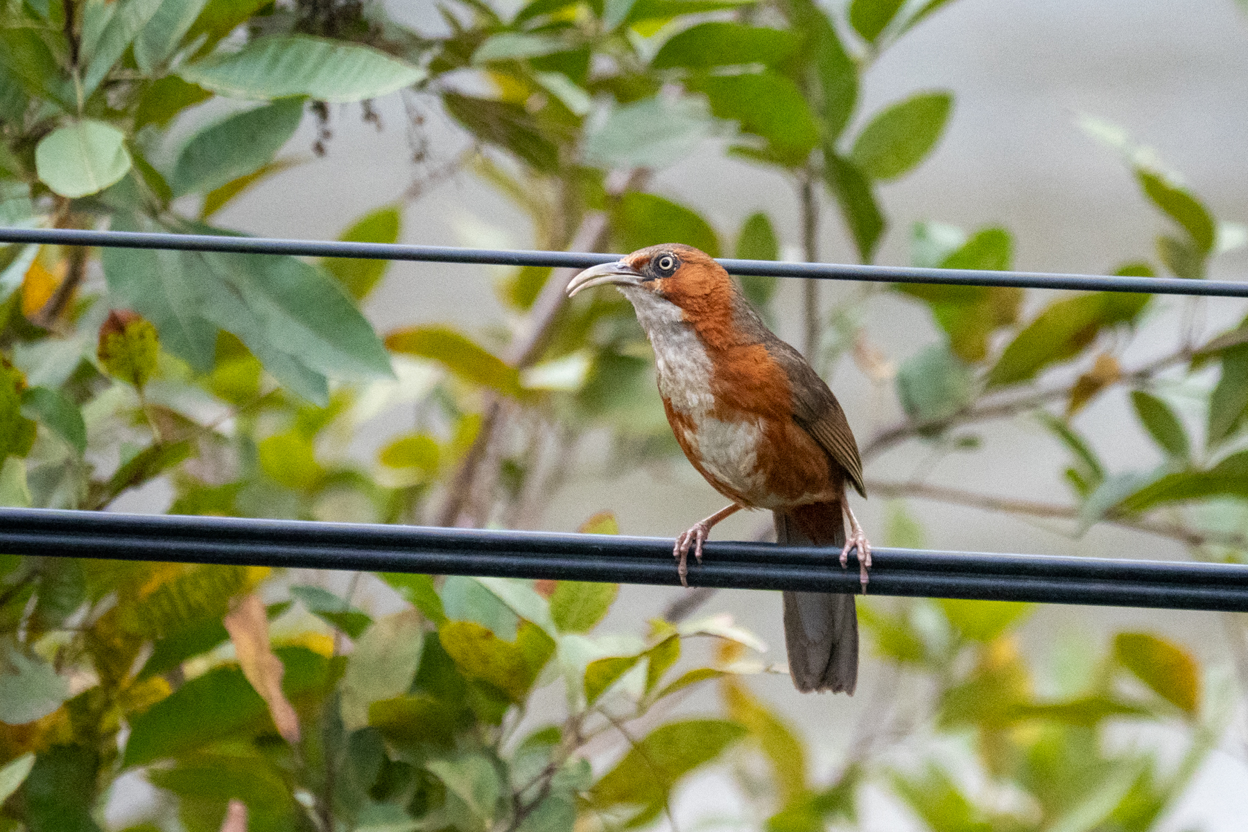 Rusty-cheeked Scimitar Babbler (image by Dave Farrow)