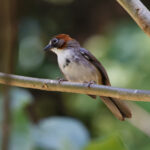 Rusty-crowned Ground-Sparrow (Morelos Pre-Extension) (image by Leo Garrigues)