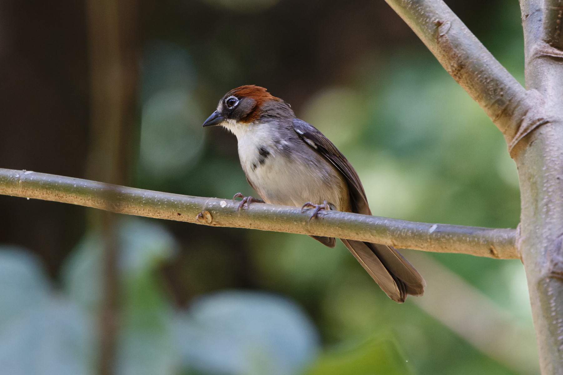 Rusty-crowned Ground-Sparrow (Morelos Pre-Extension) (image by Leo Garrigues)