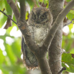 Ryukyu Scops Owl (image by Vincent van der Spek)
