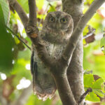 Ryukyu Scops Owl (image by Vincent van der Spek)