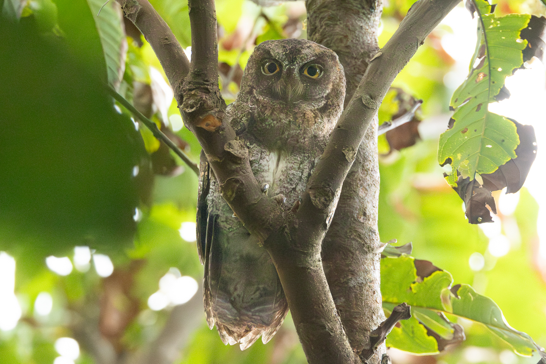 Ryukyu Scops Owl (image by Vincent van der Spek)