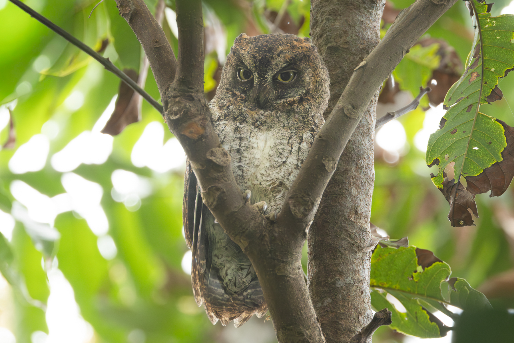 Ryukyu Scops Owl (image by Vincent van der Spek)