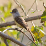 Salvadoran Flycatcher (image by Leo Garrigues)
