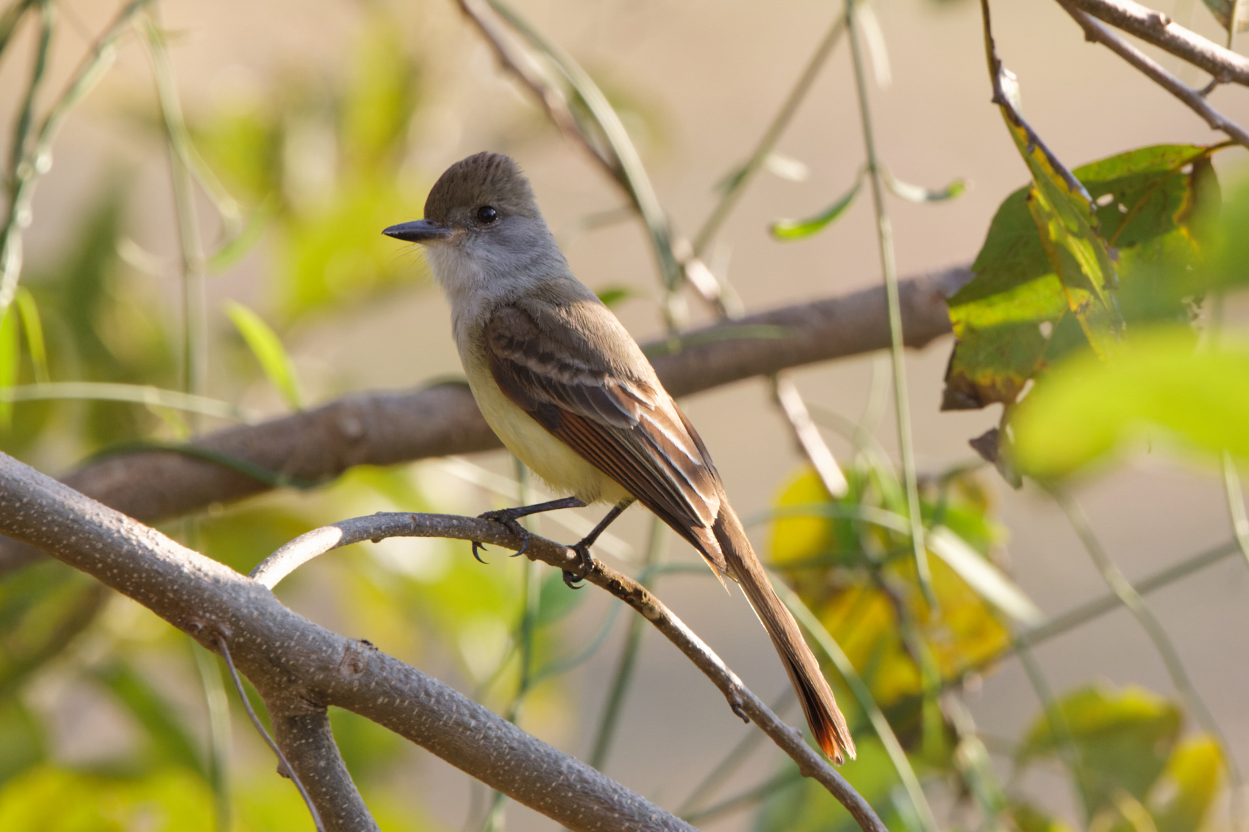 Salvadoran Flycatcher (image by Leo Garrigues)
