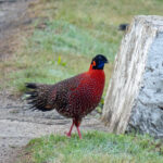 Satyr Tragopan (image by Dave Farrow)
