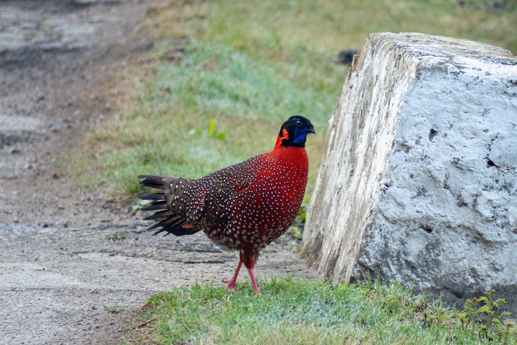 Satyr Tragopan (image by Dave Farrow)