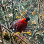 Satyr Tragopan (image by Dave Farrow)