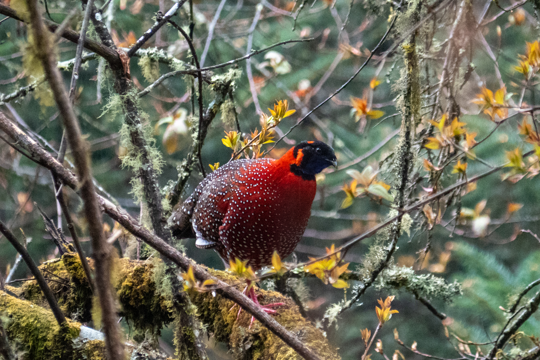 Satyr Tragopan (image by Dave Farrow)