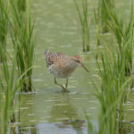 Sharp-tailed Sandpiper (image by Vincent van der Spek)