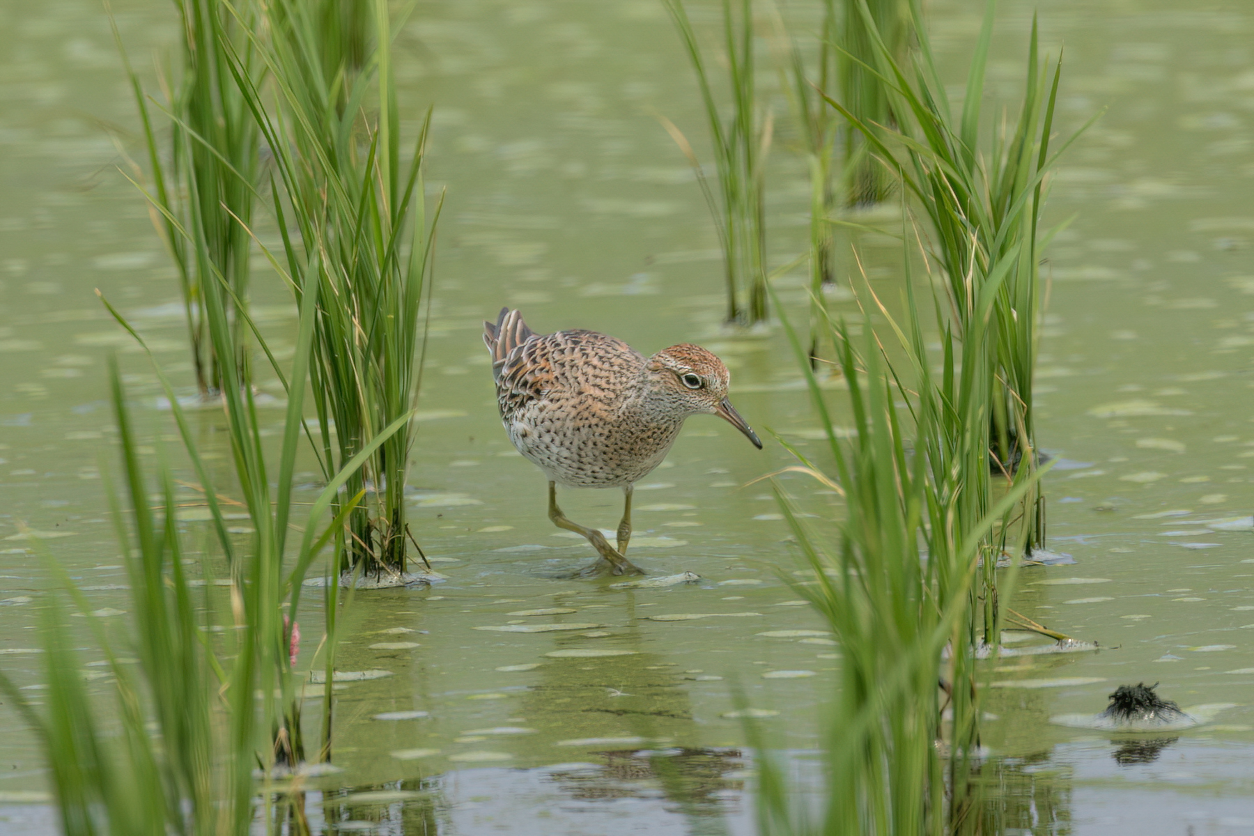 Sharp-tailed Sandpiper (image by Vincent van der Spek)