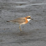 Siberian Sandplover (image by Vincent van der Spek)