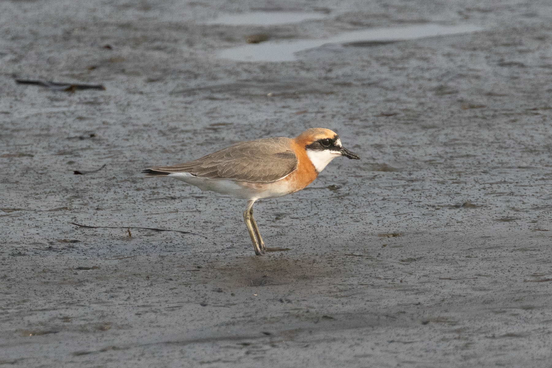 Siberian Sandplover (image by Vincent van der Spek)