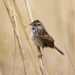 Sierra Madre Sparrow (image by Leo Garrigues)