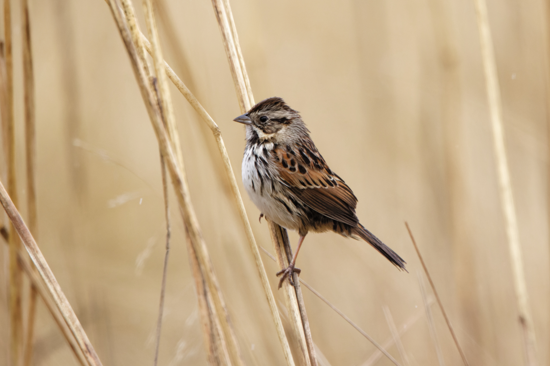 Sierra Madre Sparrow (image by Leo Garrigues)