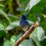 Small Niltava (image by Dave Farrow)